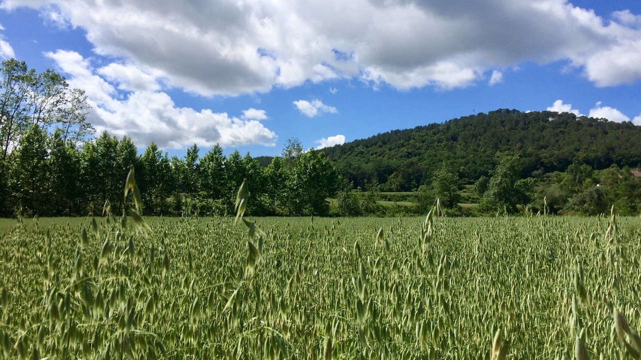 Photo of Outdoor in Palol de Revardit