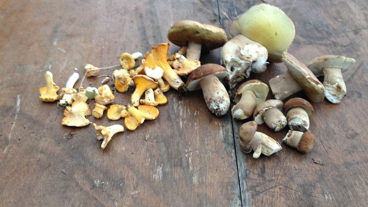 Photo of Others in Borce