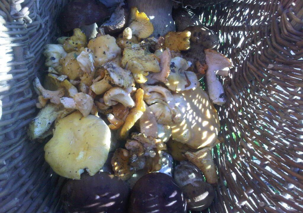 Photo of Others in Borce