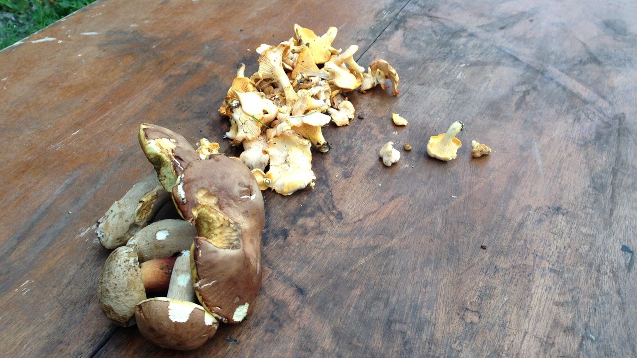 Photo of Others in Borce