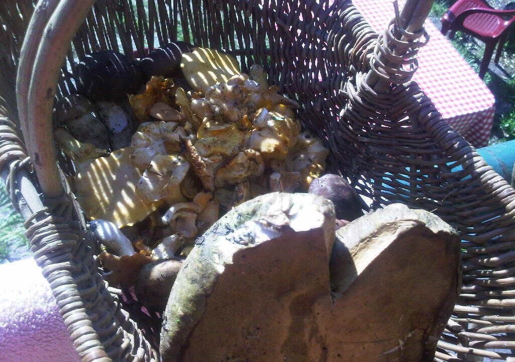 Photo of Outdoor in Borce