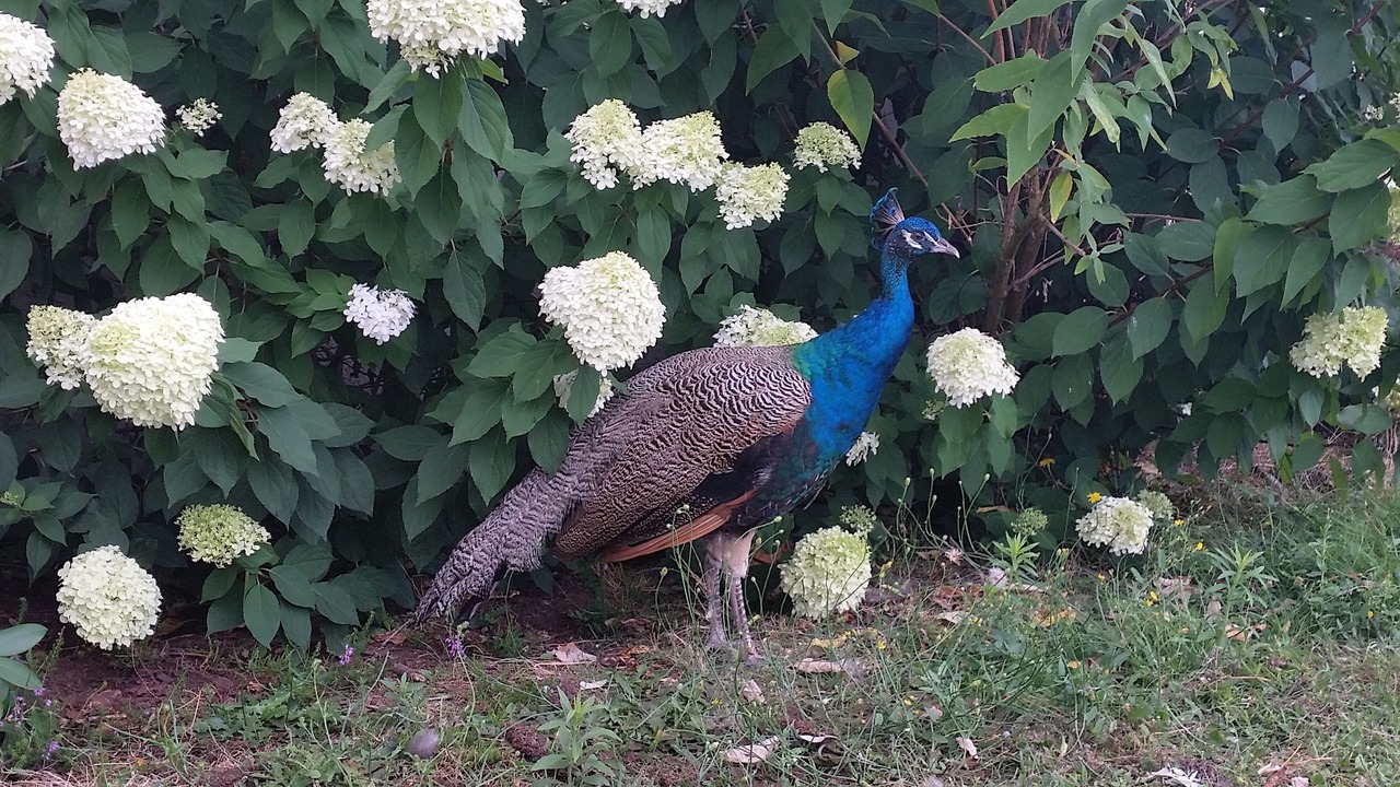 Photo of Outdoor in Saint-Hilaire-Saint-Florent