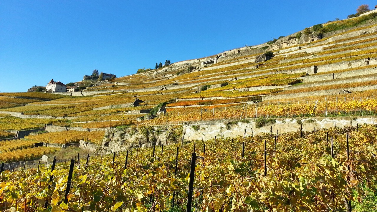 Photo of Others in Chardonne