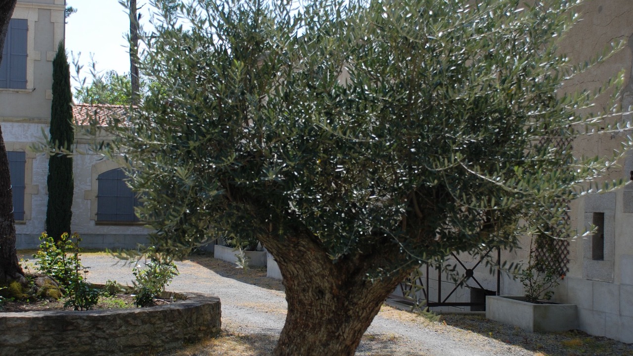 Photo of Outdoor in Alzonne