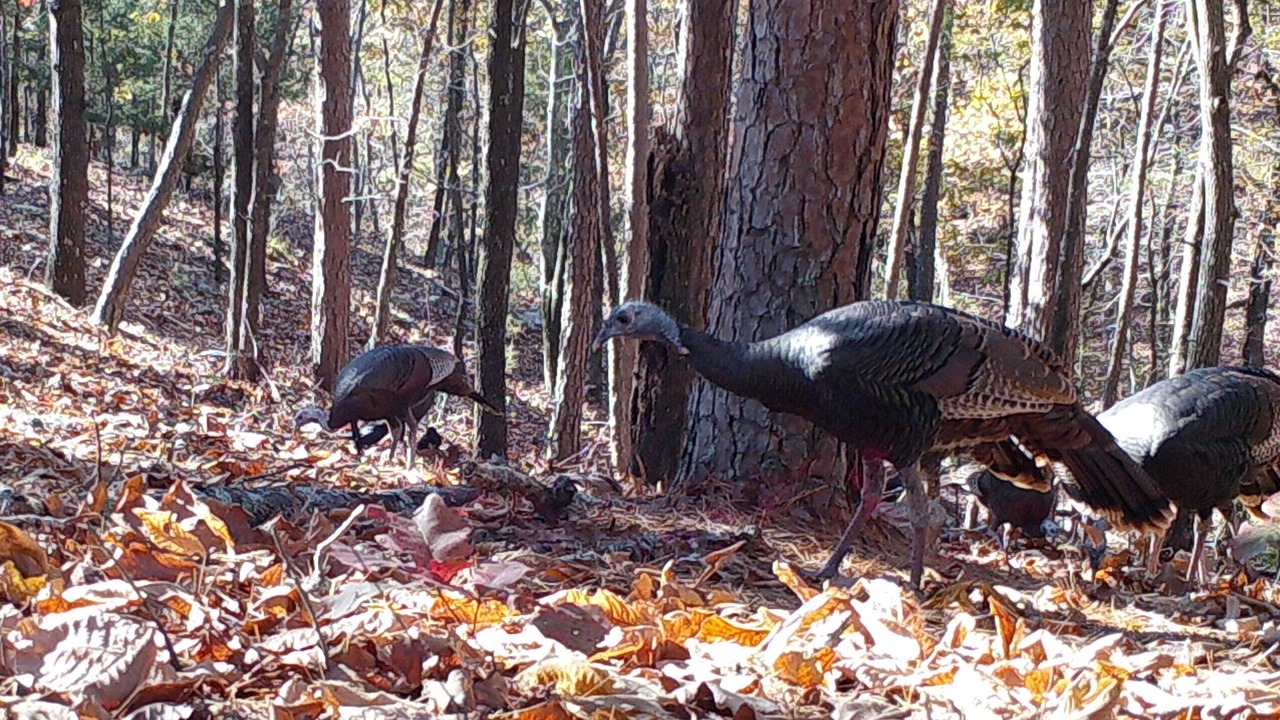 Photo of Others in Nashoba