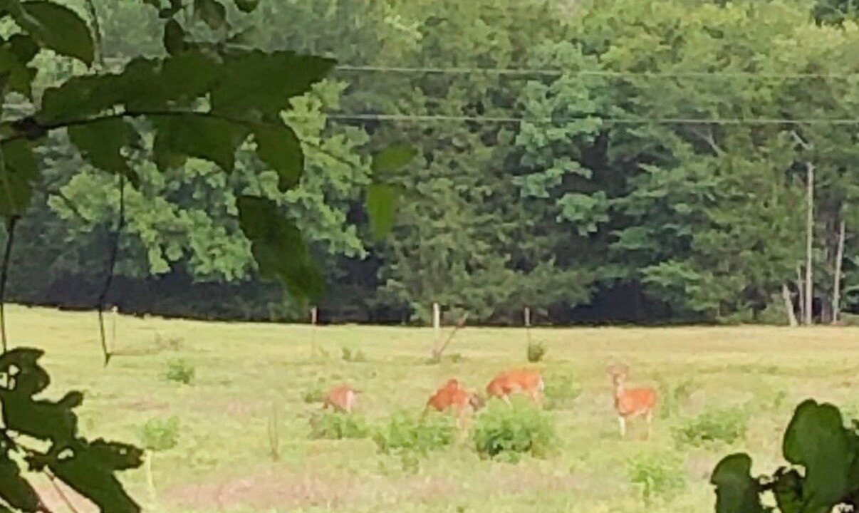 Photo of Outdoor in Nashoba