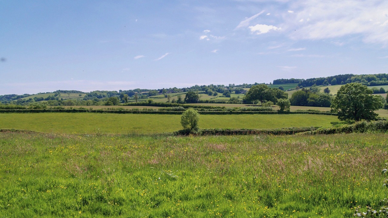 Photo of Others in Chard