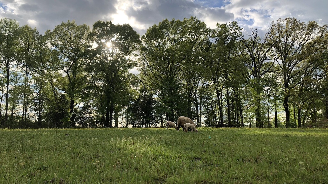 Photo of Outdoor in Hickory Plains