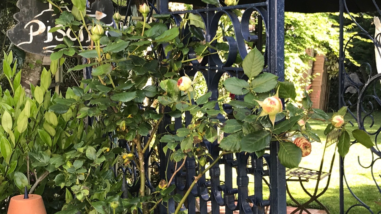 Photo of Outdoor in Mauchamps