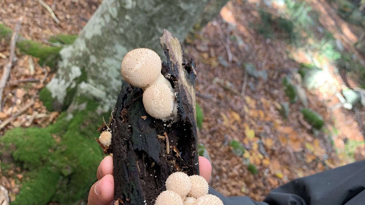 Photo of Others in Villefort