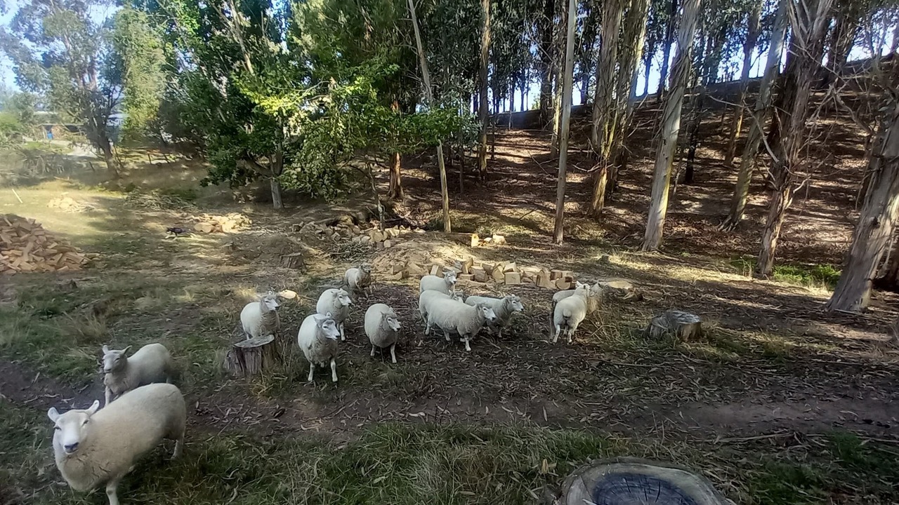 Photo of Others in Feilding