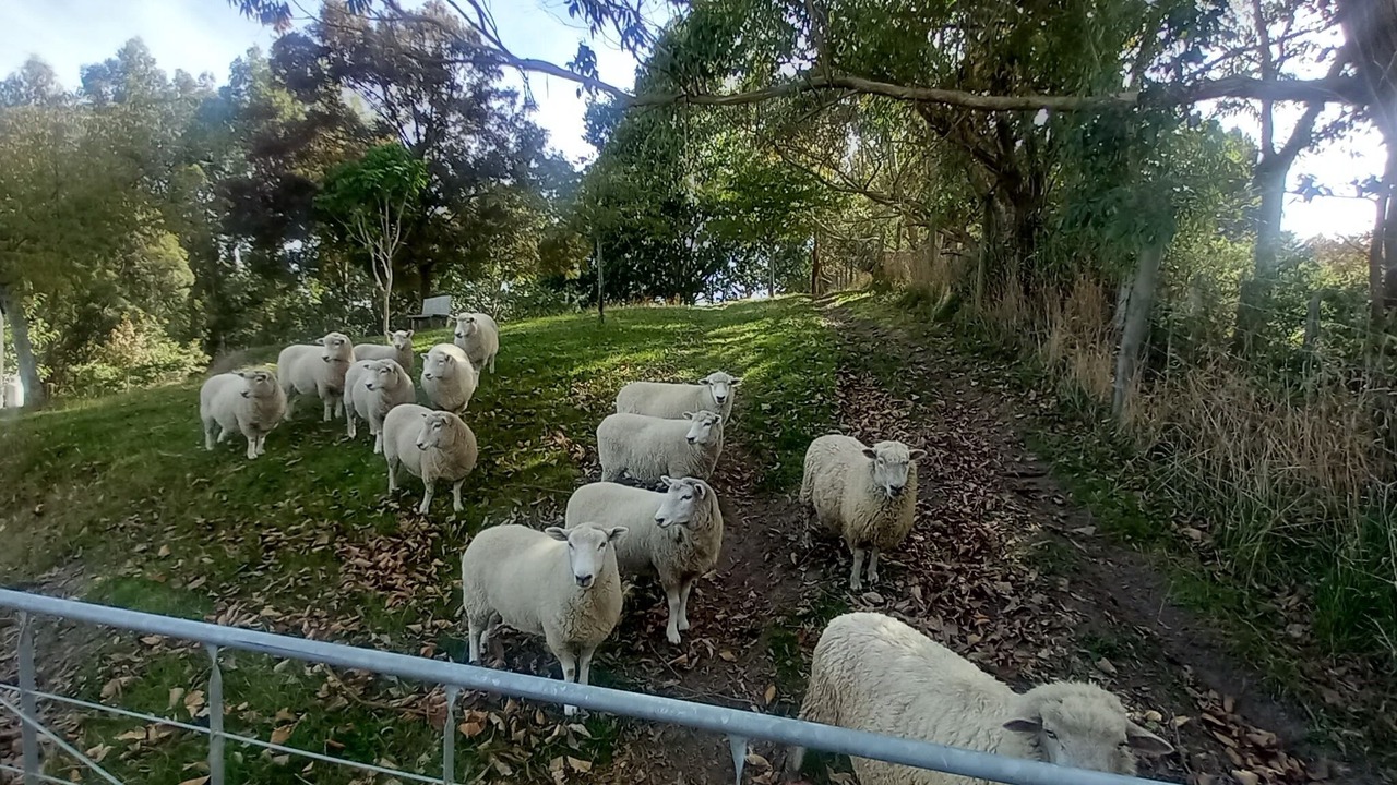 Photo of Outdoor in Feilding
