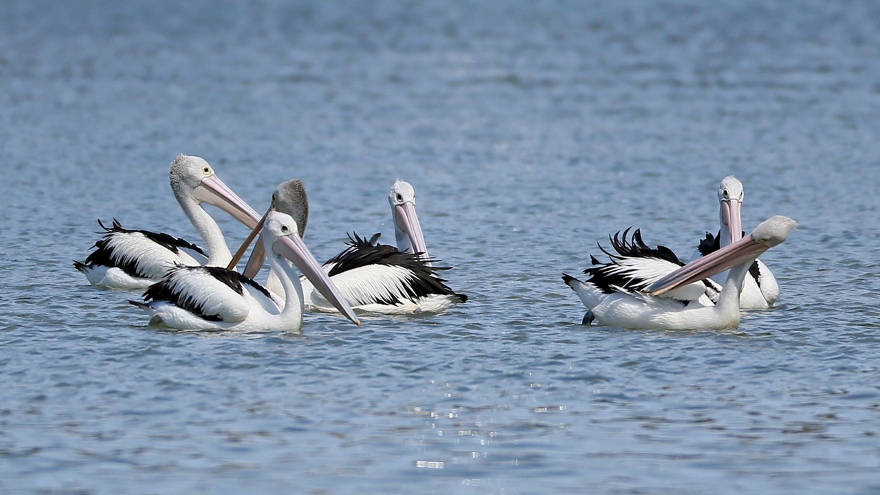 Photo of Others in The Entrance