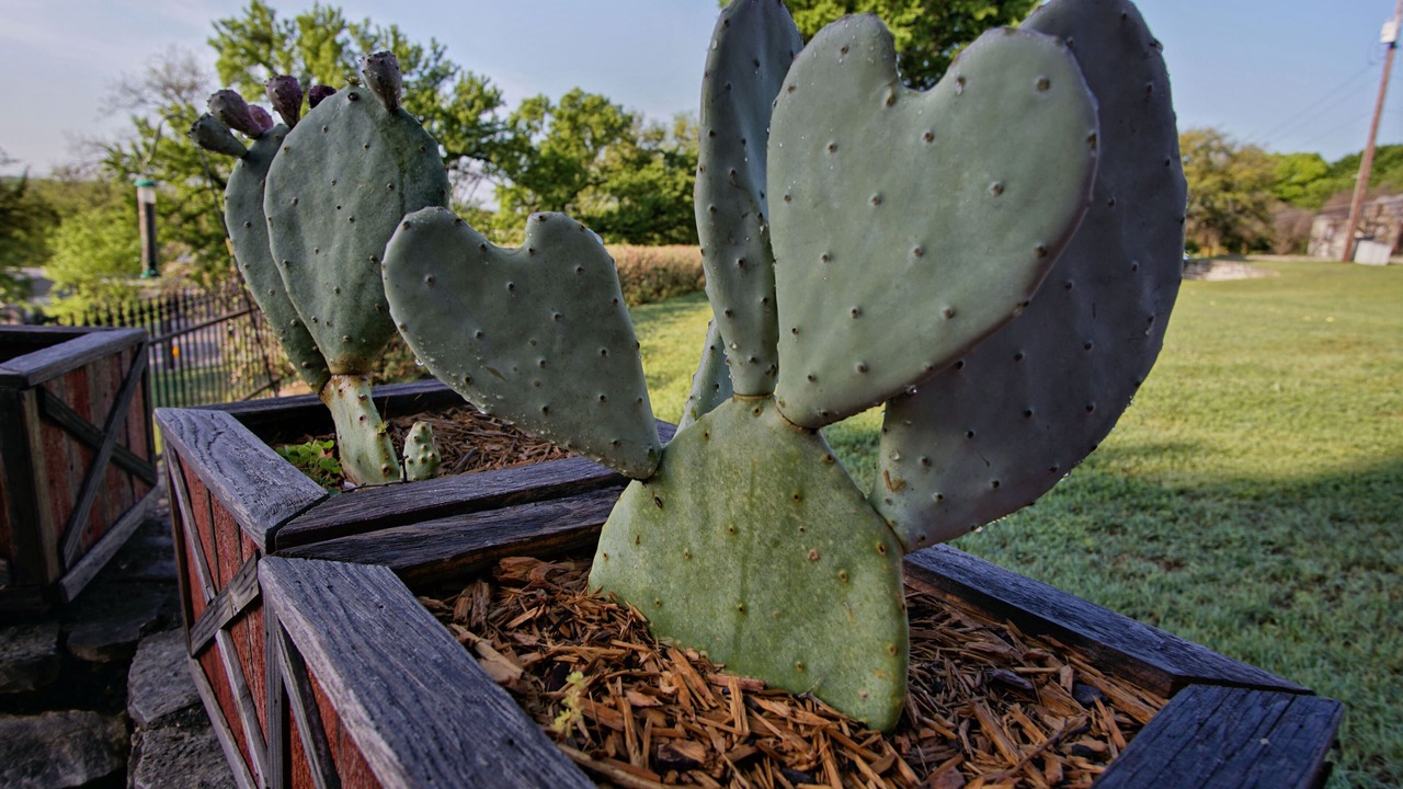 Photo of Outdoor in Glen Rose