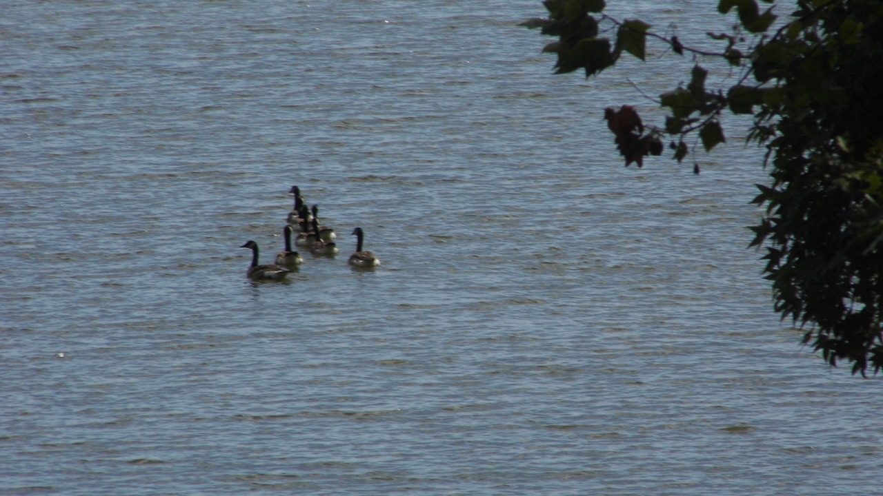 Photo of Others in Buchanan