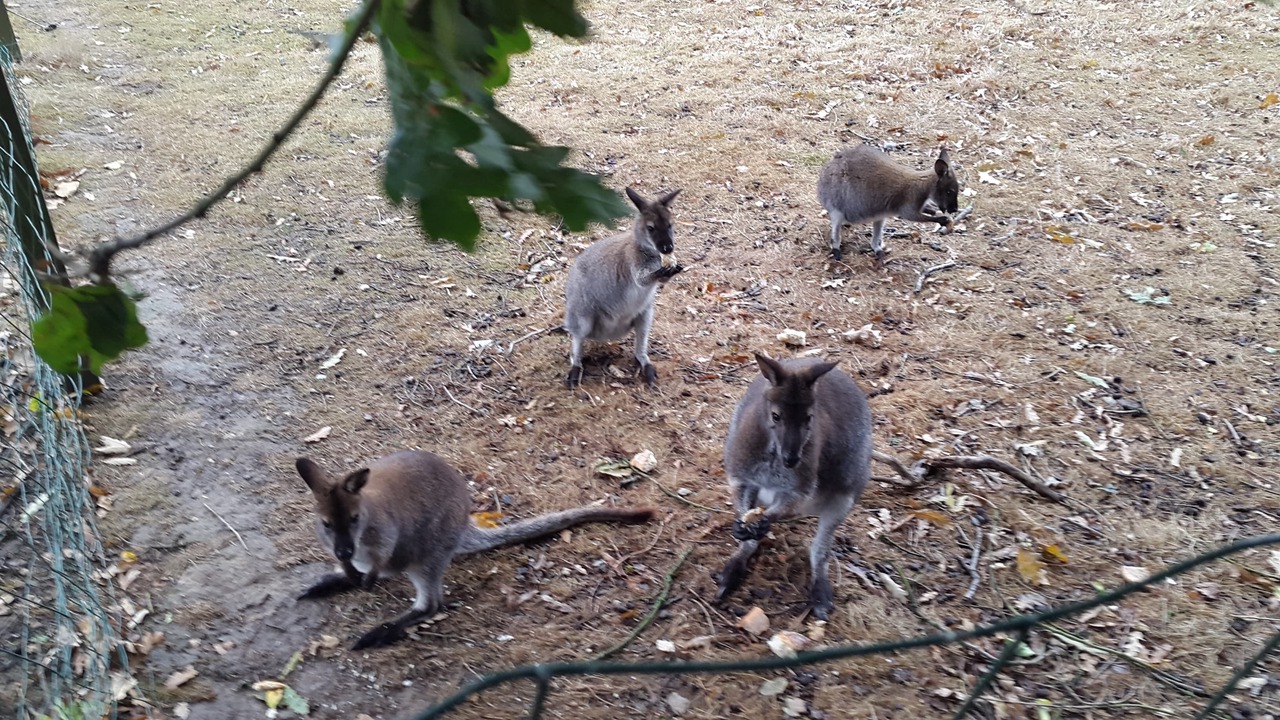 Photo of Outdoor in Saint-Mars-du-Desert