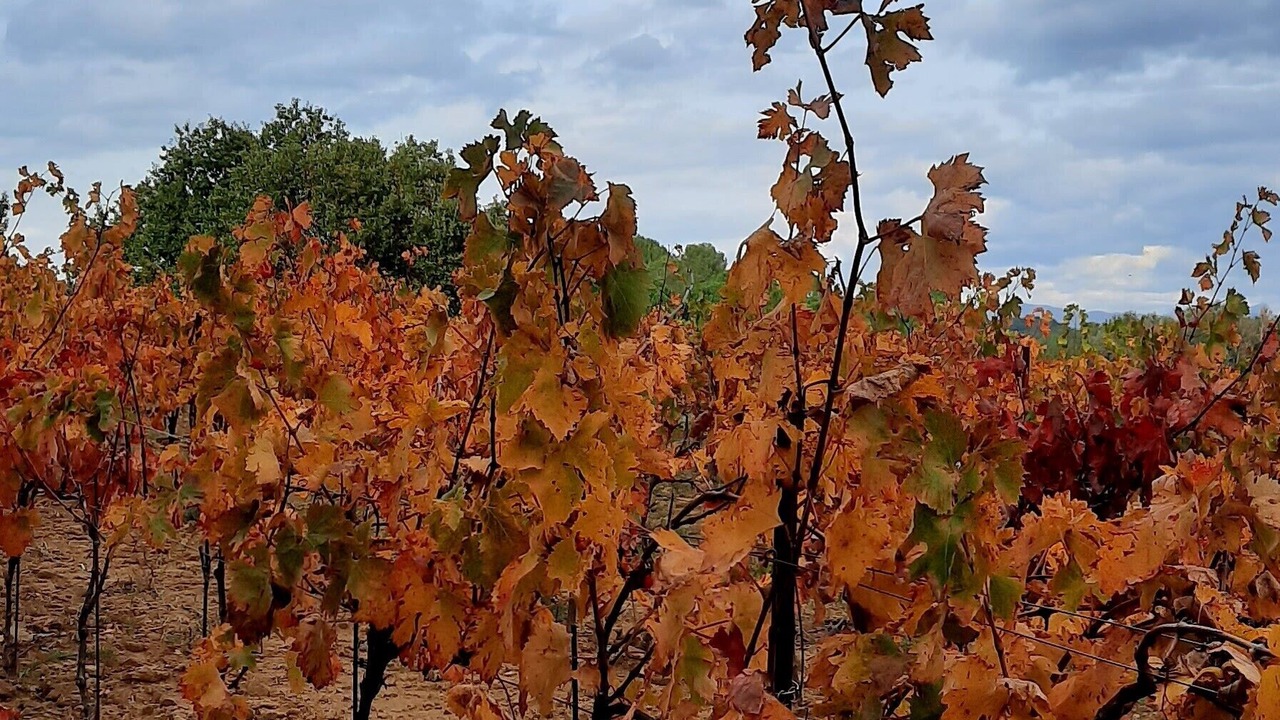 Photo of Others in Suze-la-Rousse