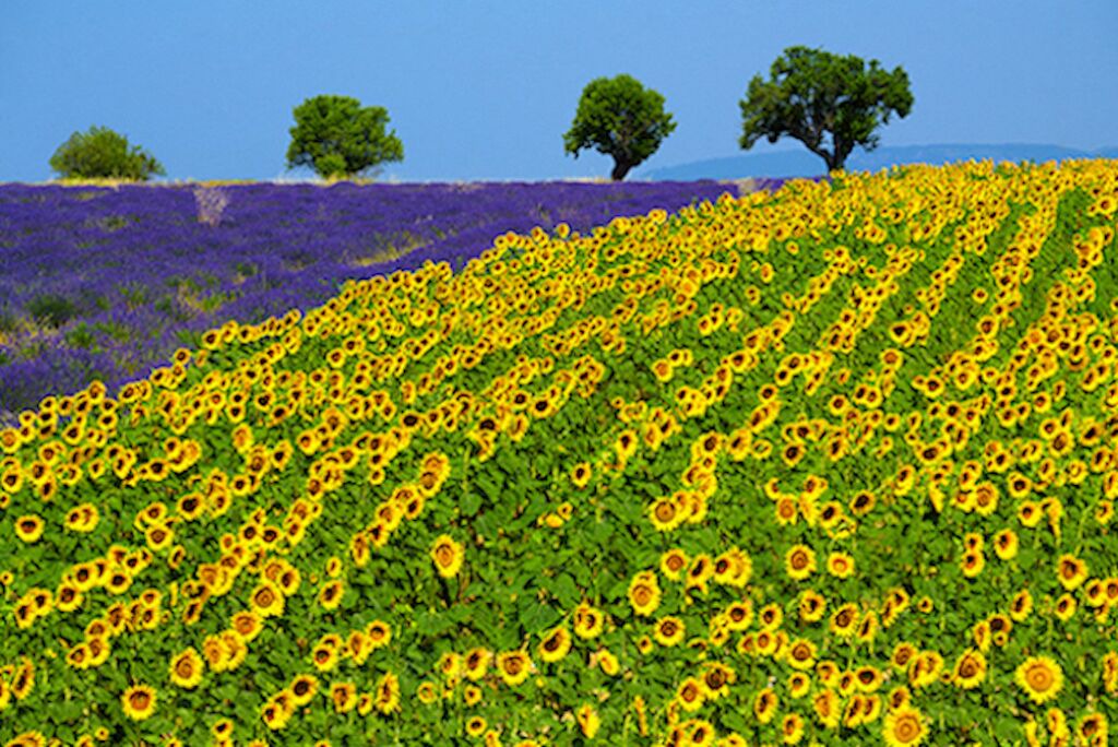 Photo of Outdoor in Puimoisson