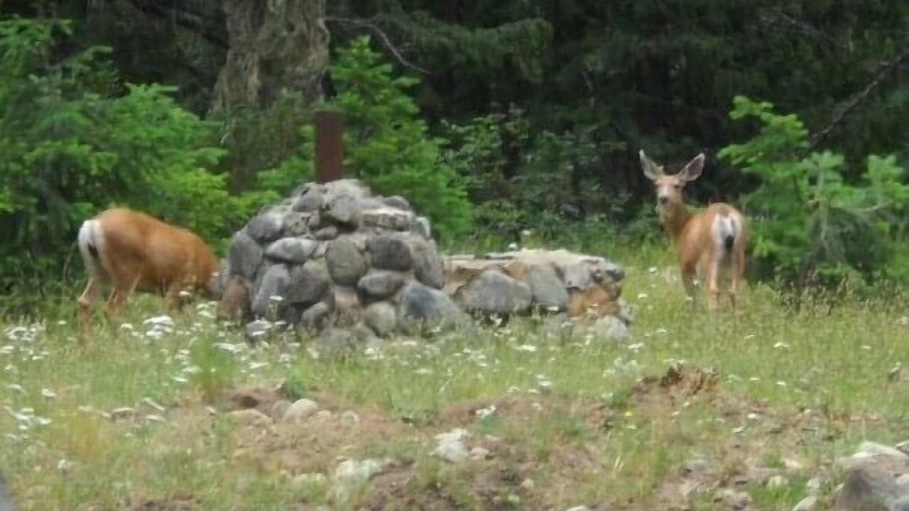 Photo of Outdoor in Ronald
