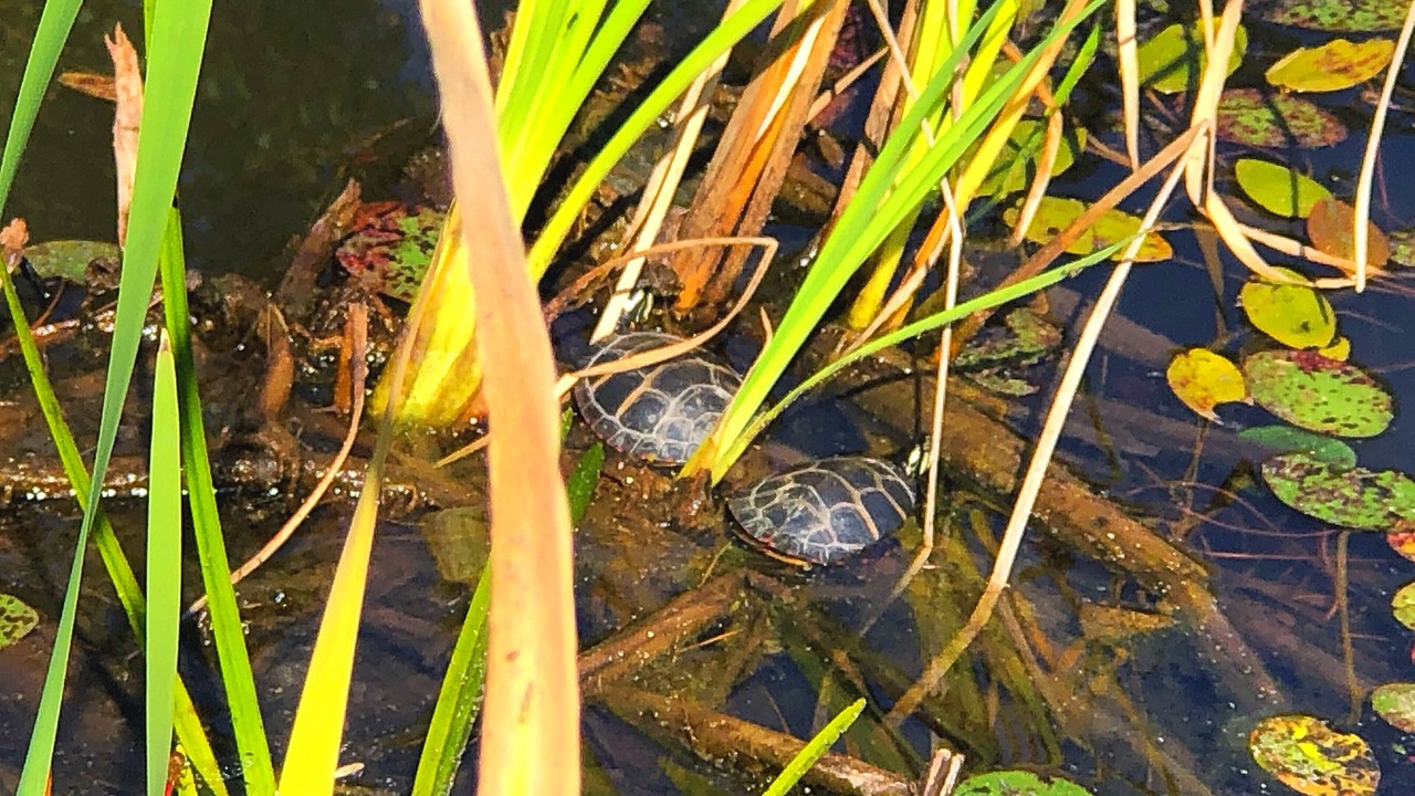 Photo of Others in Jefferson