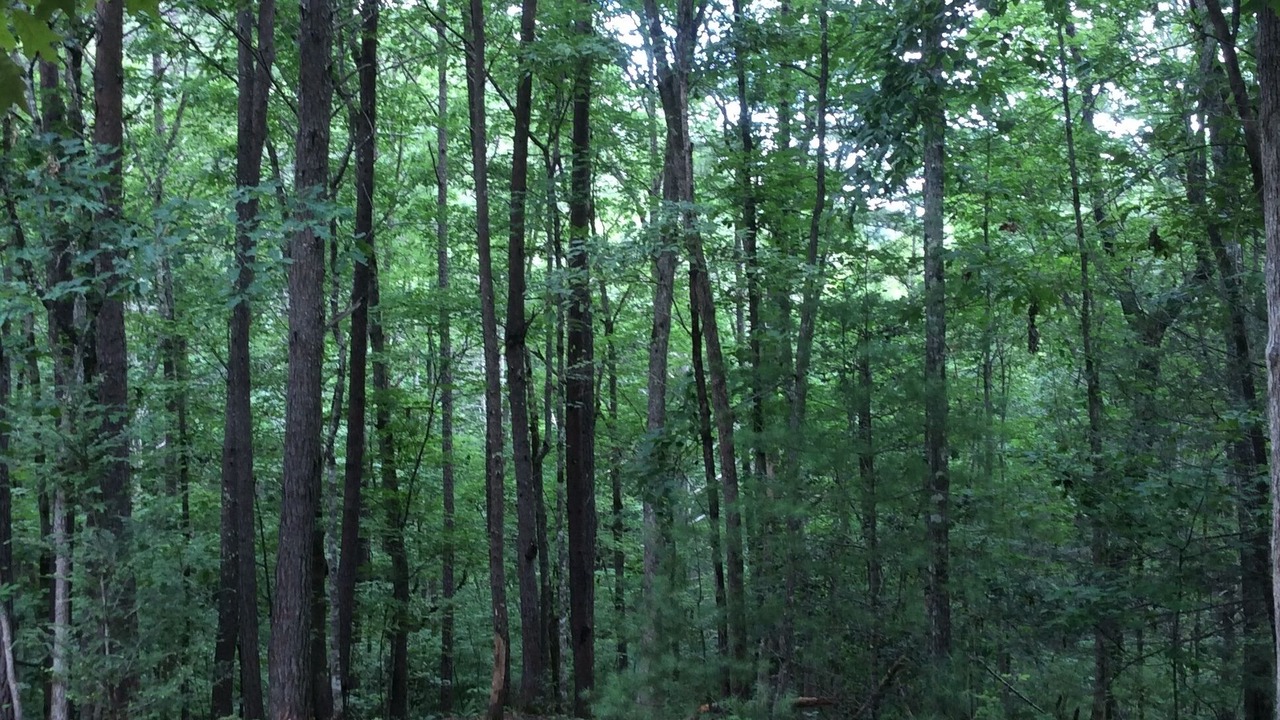 Photo of Others in Murphy