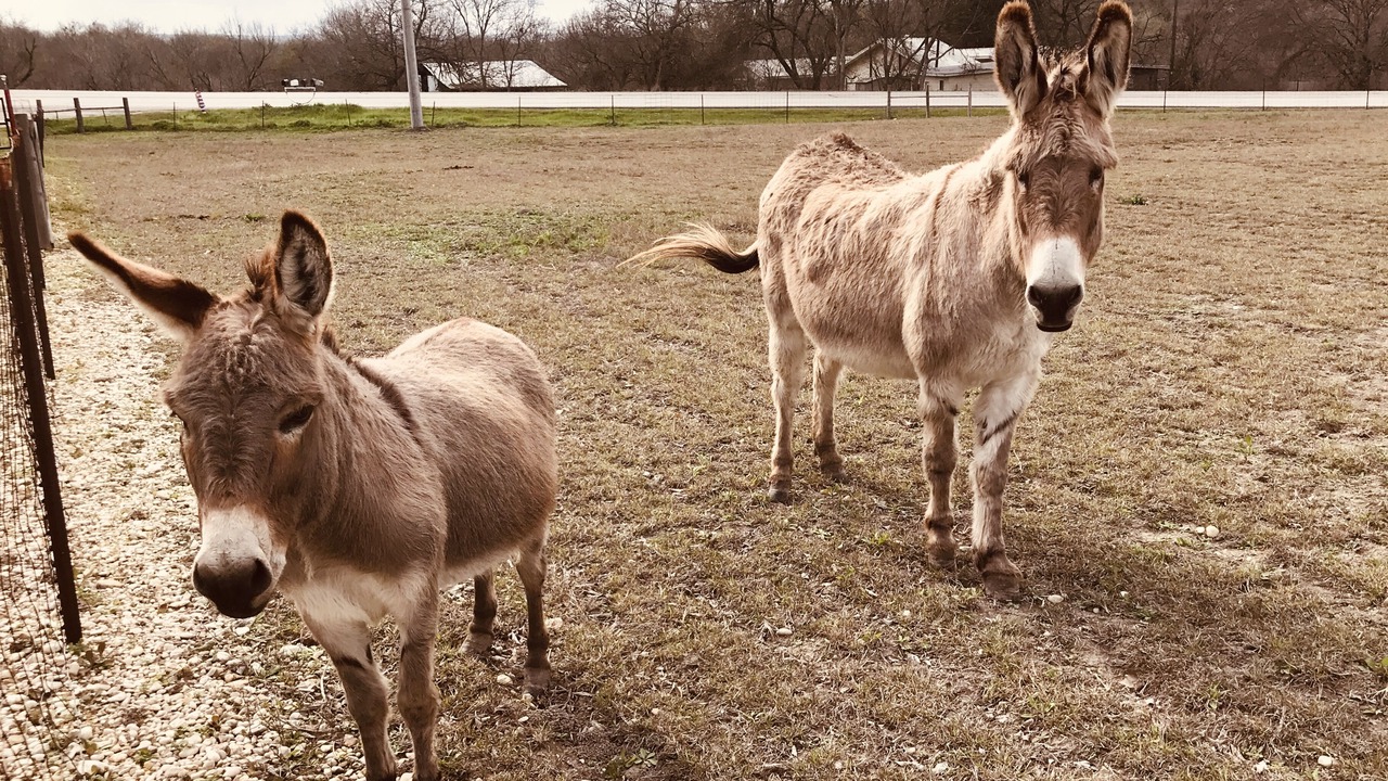 Photo of Others in New Braunfels