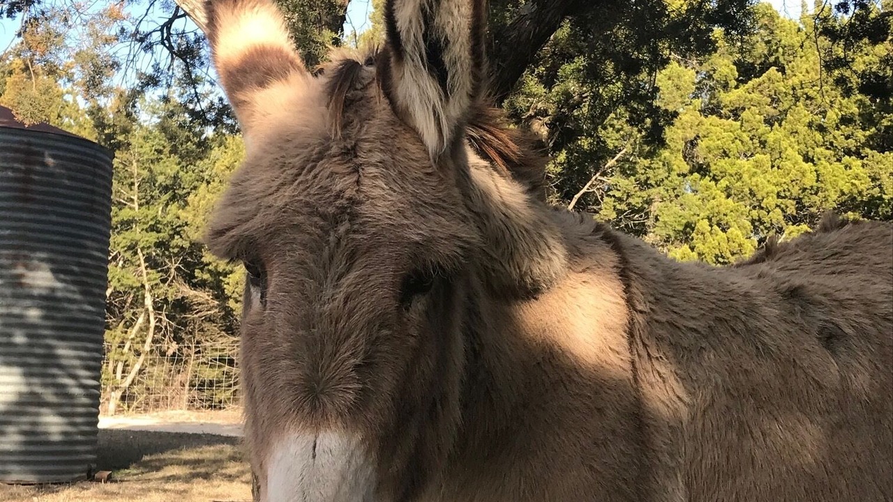 Photo of Others in New Braunfels