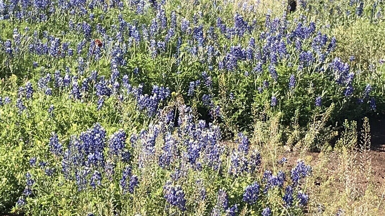 Photo of Others in New Braunfels
