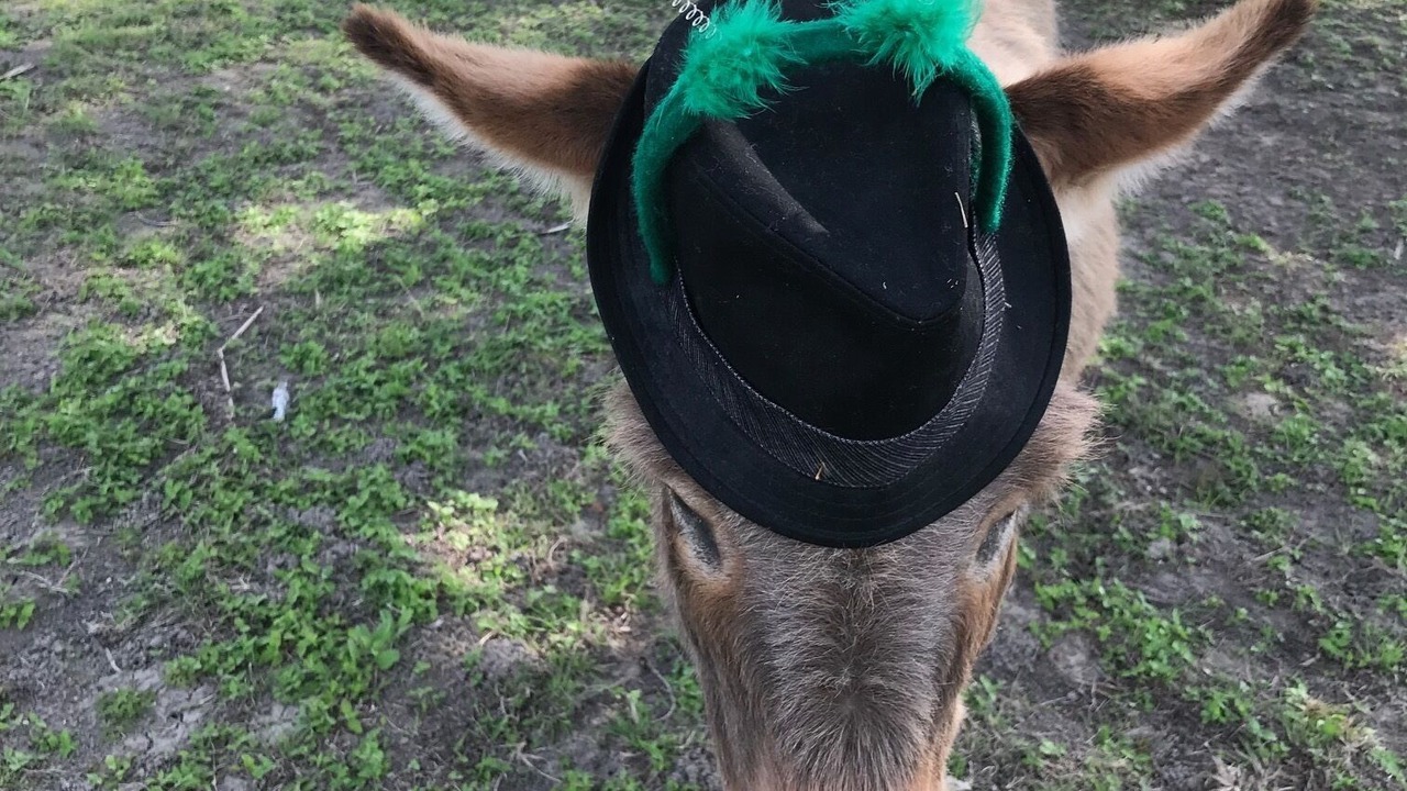 Photo of Others in New Braunfels