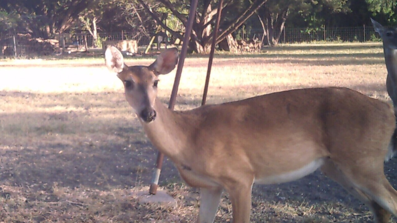 Photo of Others in New Braunfels