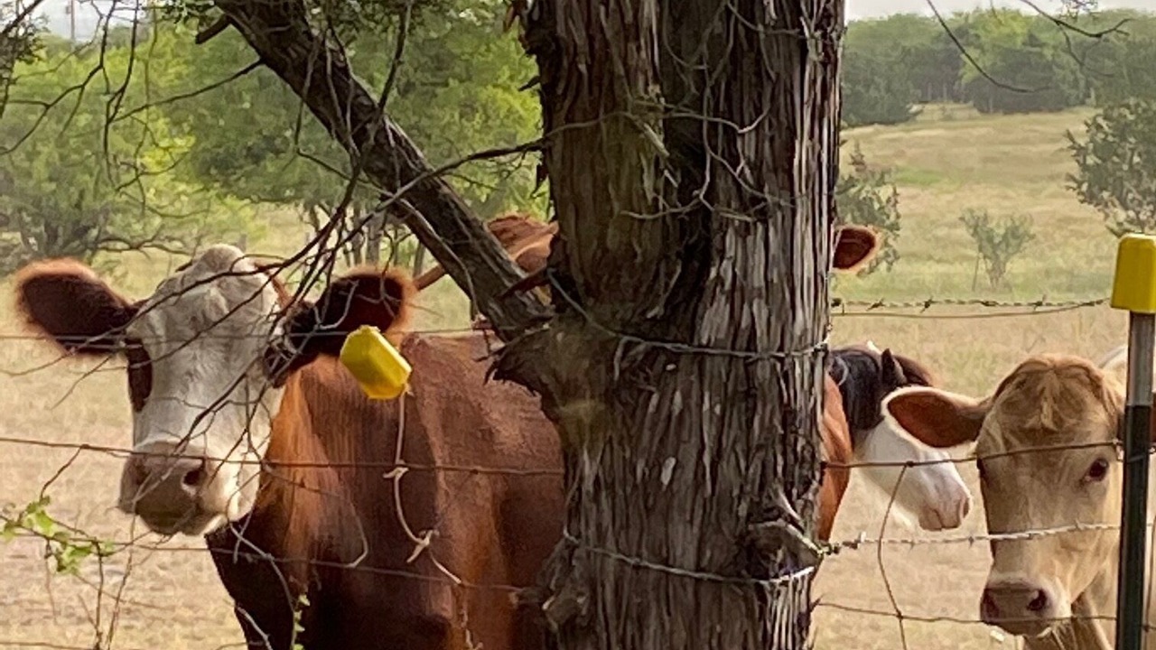 Photo of Others in New Braunfels