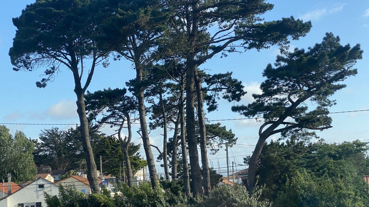 Photo of Outdoor in Les Moutiers-en-Retz