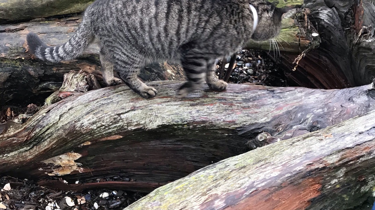 Photo of Others in Camano Island