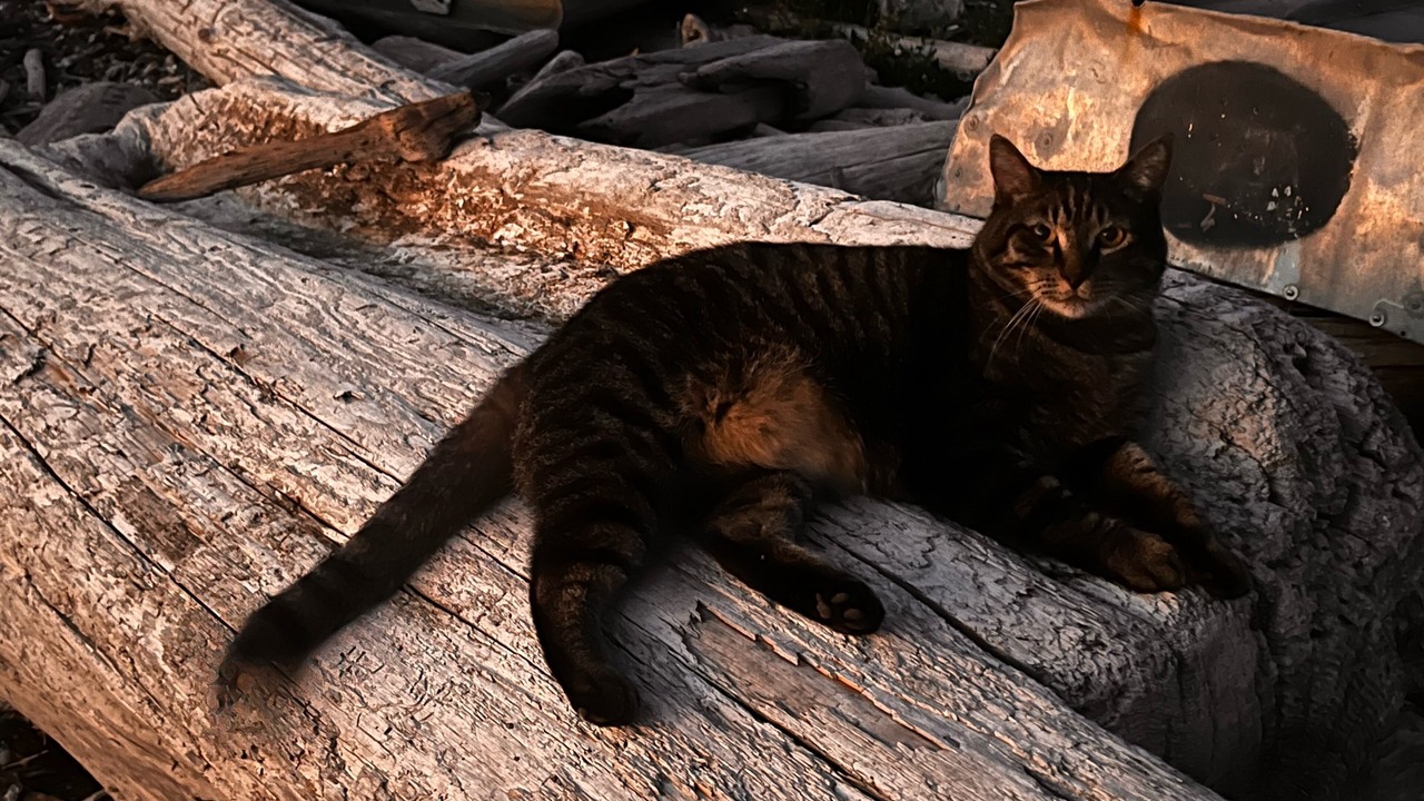 Photo of Others in Camano Island