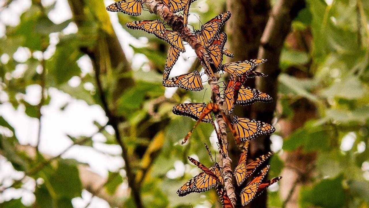 Photo of Outdoor in Champlain