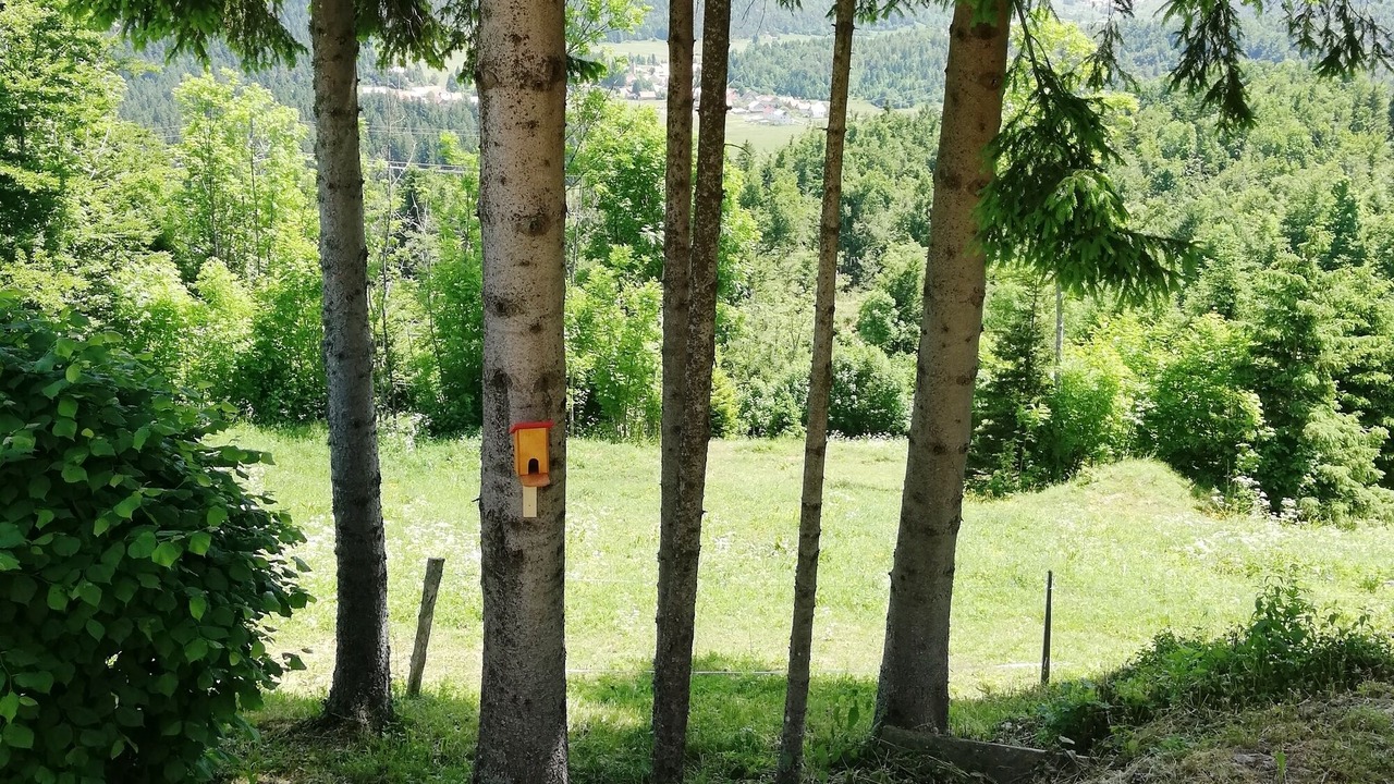 Photo of Outdoor in Brestova Draga