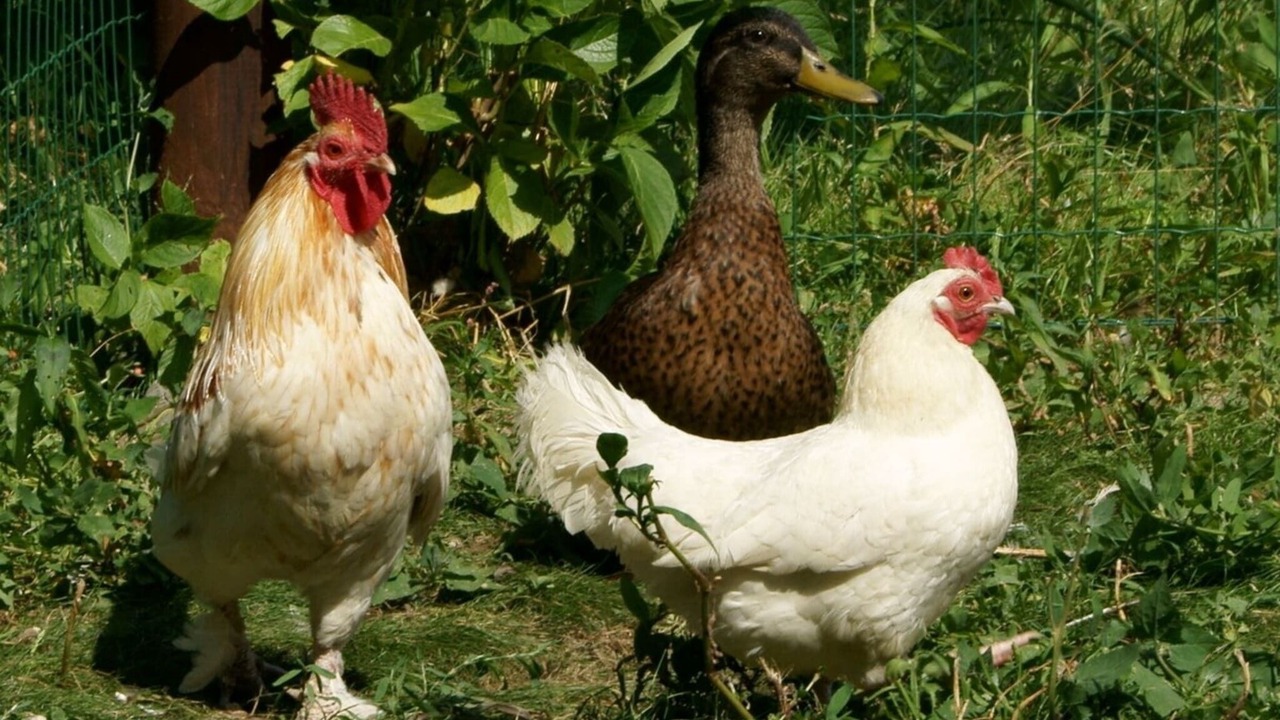 Photo of Others in Baguer-Pican