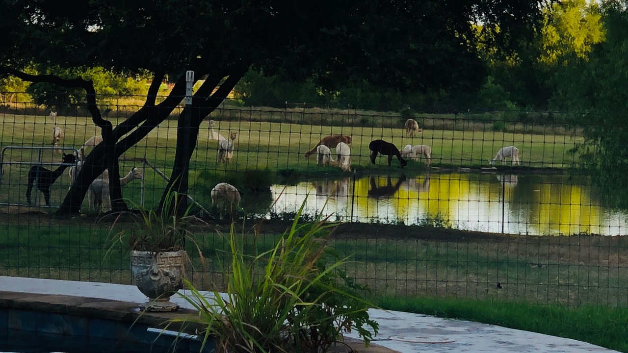 Photo of Outdoor in Maypearl