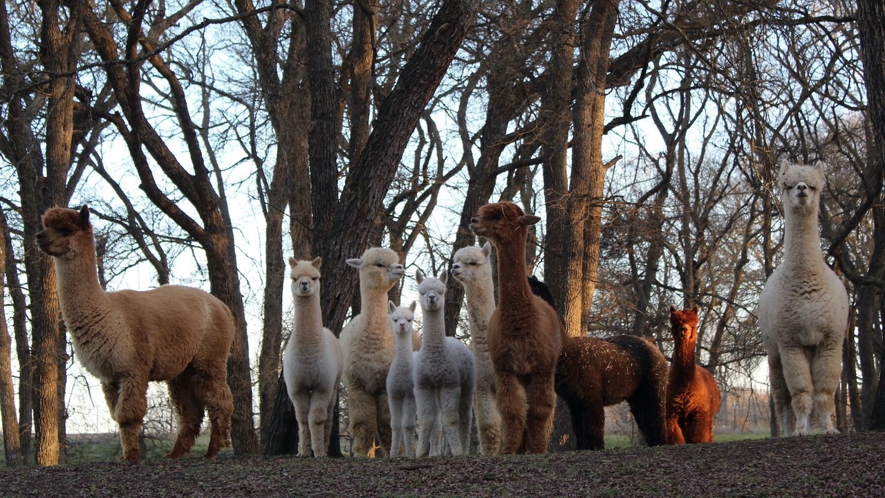 Photo of Others in Maypearl