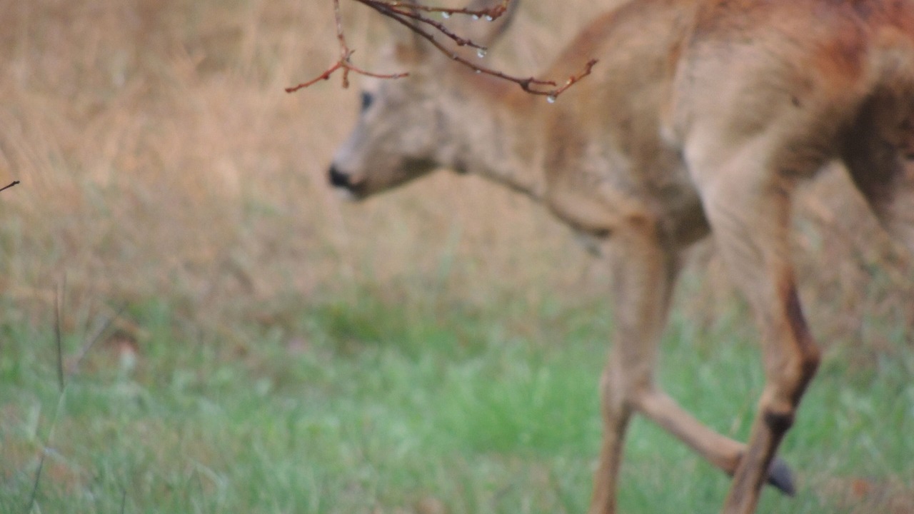 Photo of Others in Belin-Beliet