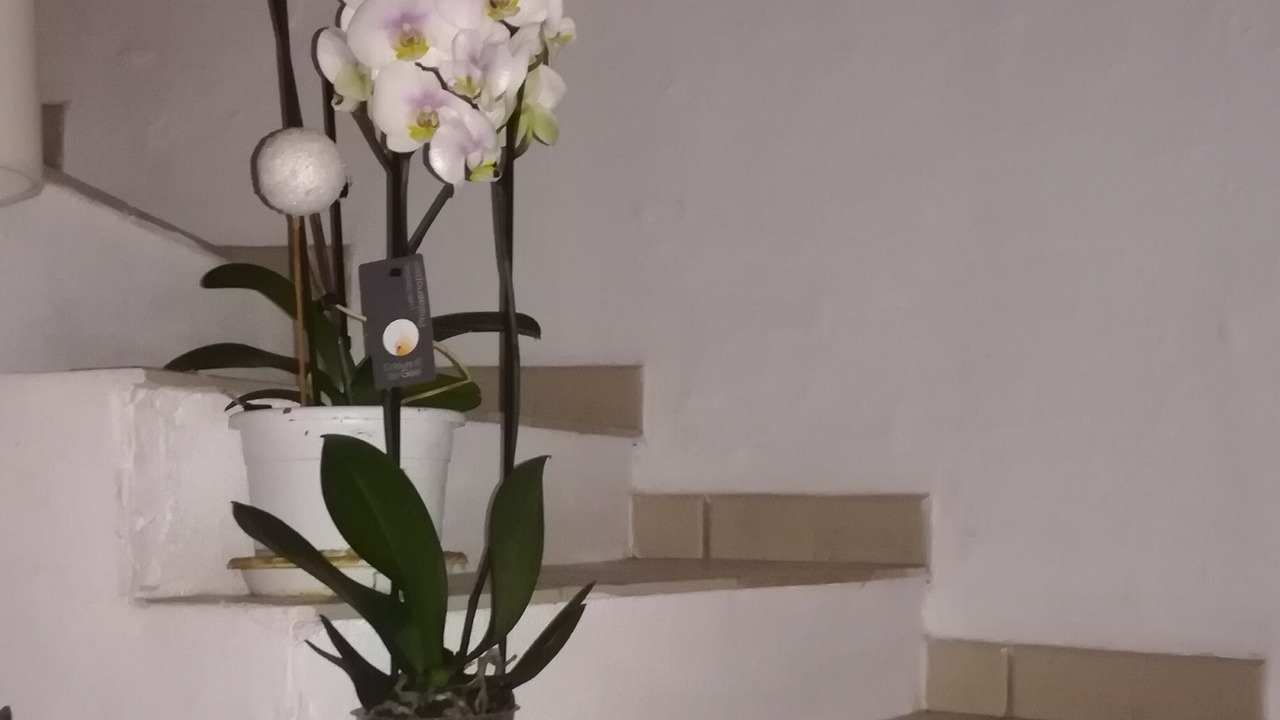 Photo of Others in Saint-Roman