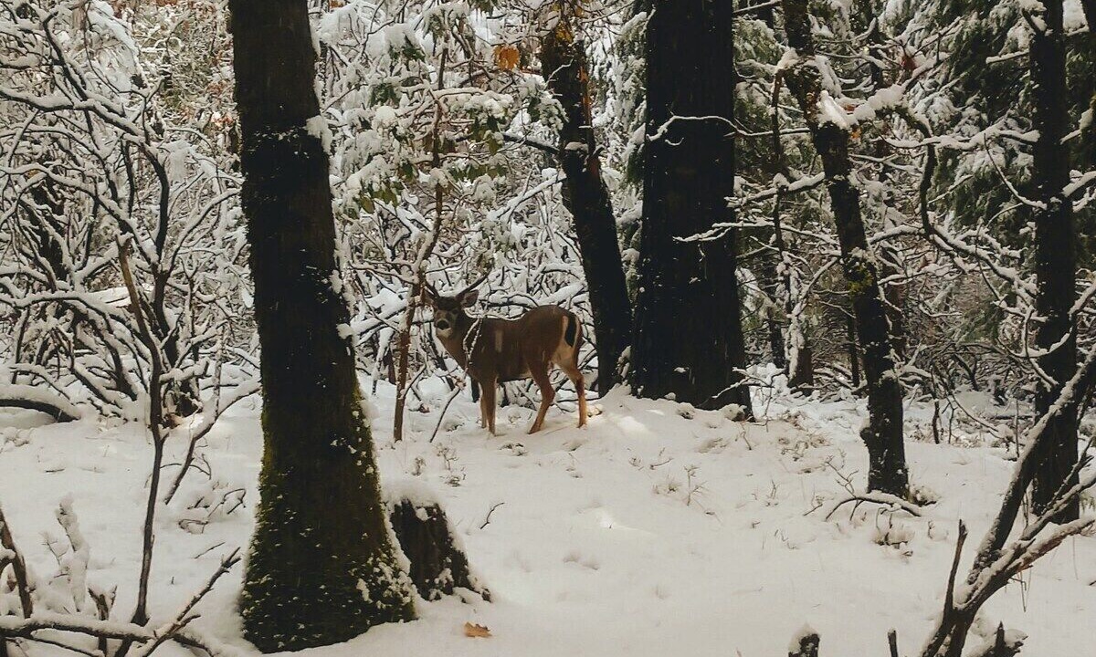 Photo of Others in Apple Hill