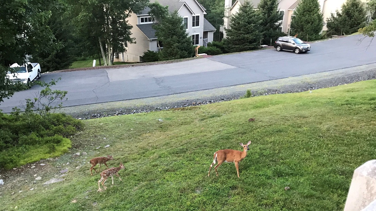 Photo of Outdoor in Tannersville