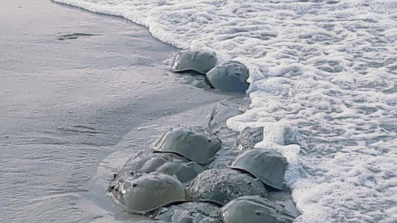 Photo of Others in Prime Hook Beach