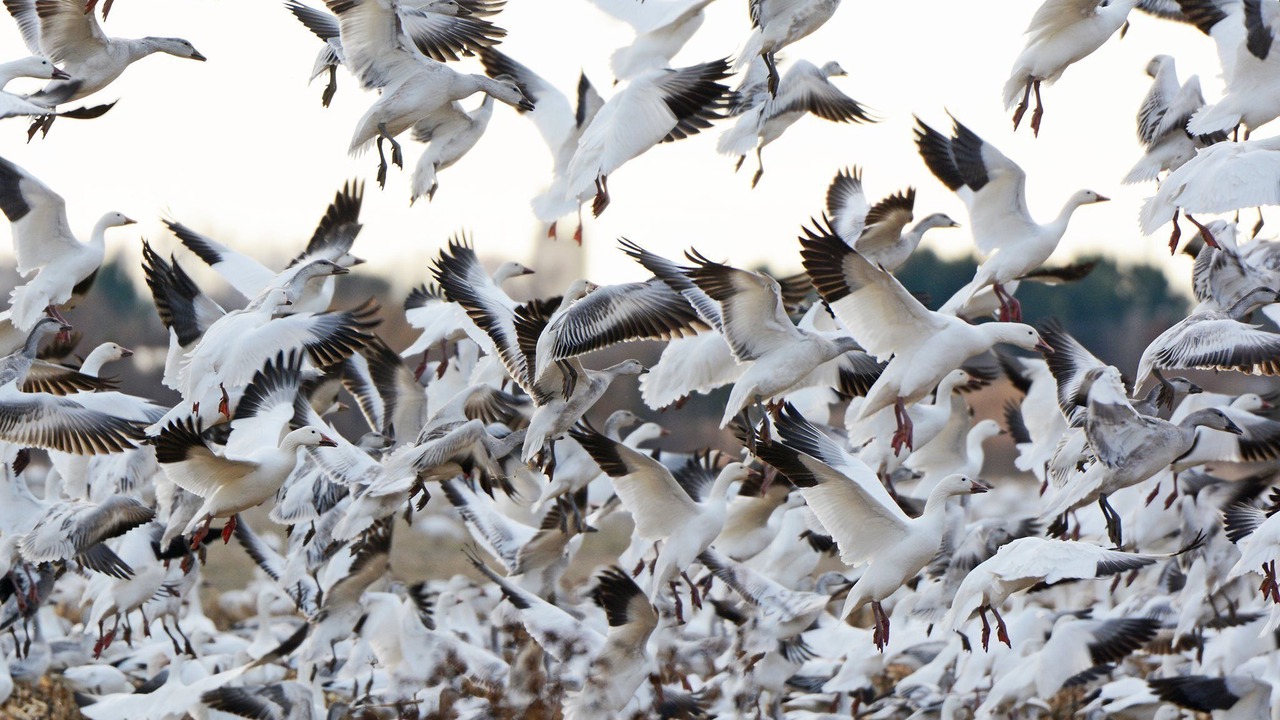 Photo of Others in Prime Hook Beach