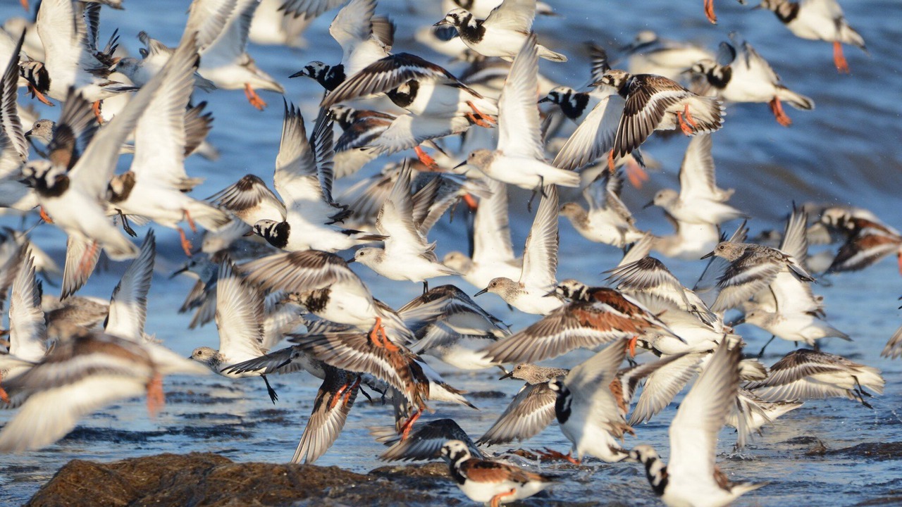Photo of Others in Prime Hook Beach