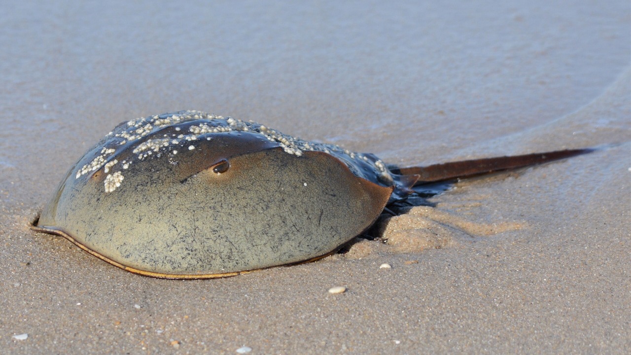 Photo of Others in Prime Hook Beach