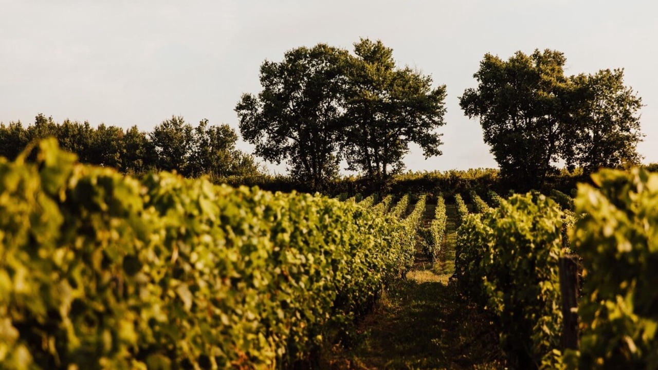 Photo of Others in Robins Bay