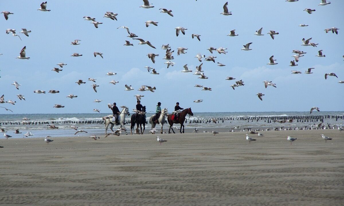 Photo of Others in Sainte-Cecile-Plage