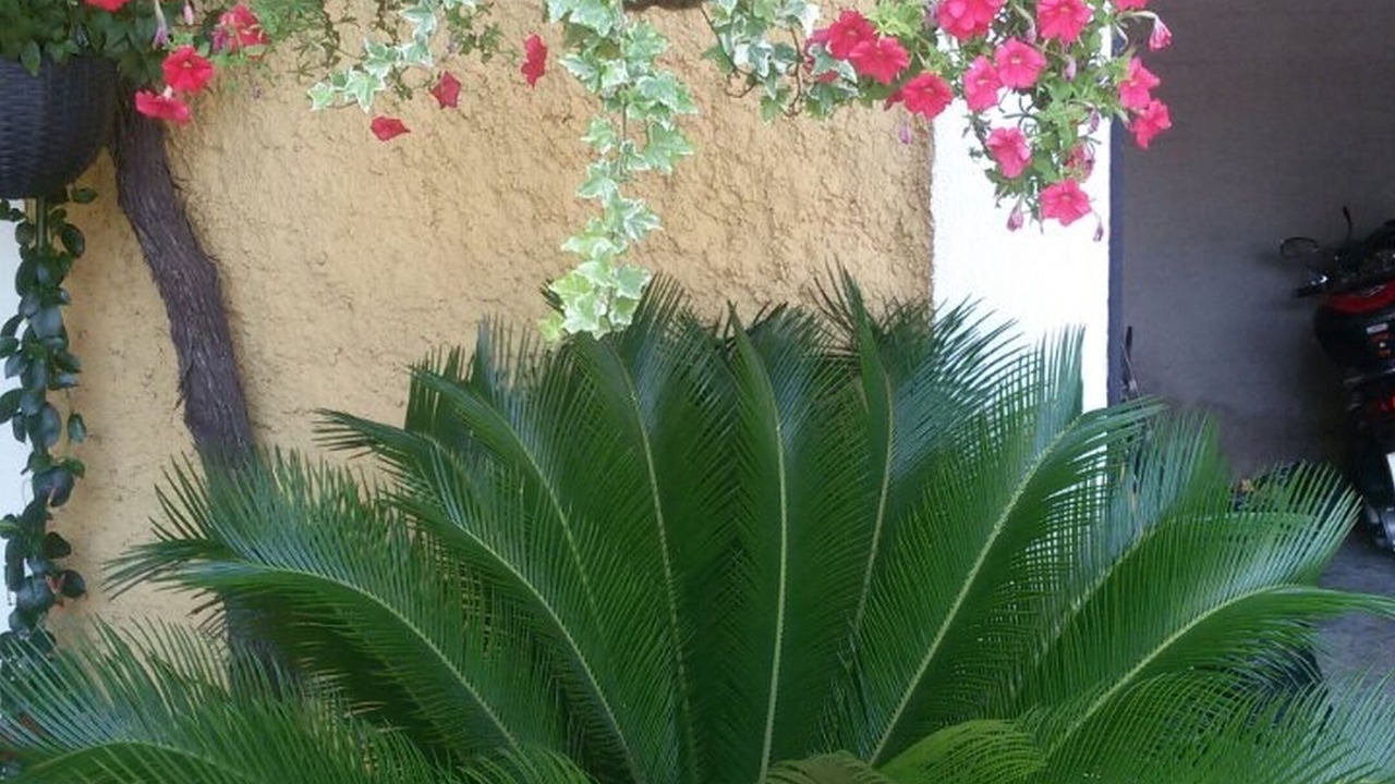 Photo of Outdoor in Trsteno